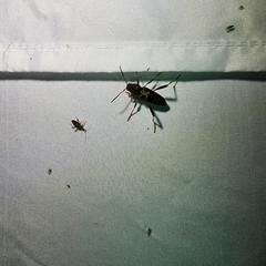 Neoclytus mucronatus