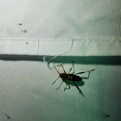 Neoclytus mucronatus