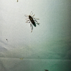 Neoclytus mucronatus