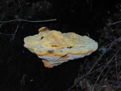 Aurantiporus croceus