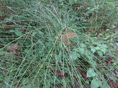 Equisetum telmateia