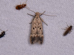 Neodactylota liguritrix