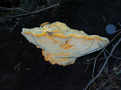 Aurantiporus croceus