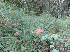 Equisetum telmateia