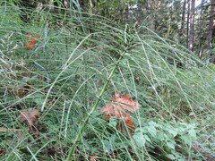 Equisetum telmateia