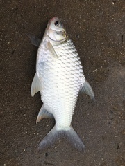 Barbonymus gonionotus