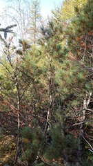 Pinus pumila