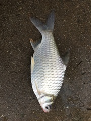 Barbonymus gonionotus