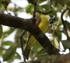 Megarynchus pitangua