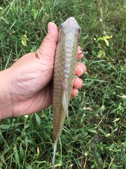 Barbonymus gonionotus