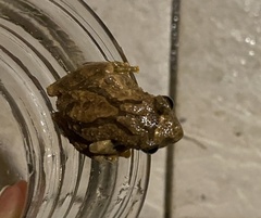Kurixalus eiffingeri