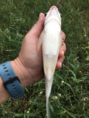 Barbonymus gonionotus