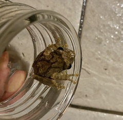 Kurixalus eiffingeri