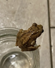 Kurixalus eiffingeri