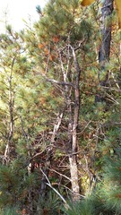 Pinus pumila