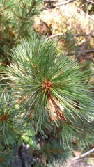 Pinus pumila