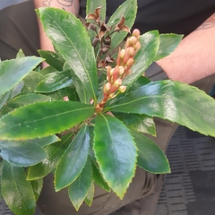 Anopterus glandulosus