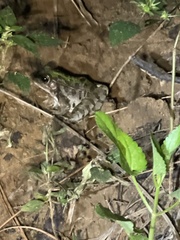 Lithobates sphenocephalus