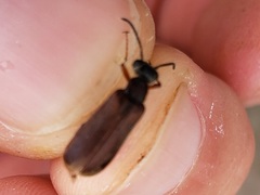 Epicauta batesii