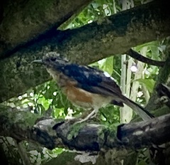 Copsychus malabaricus