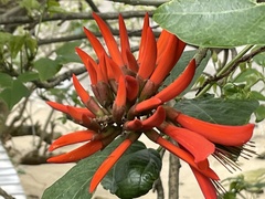 Erythrina