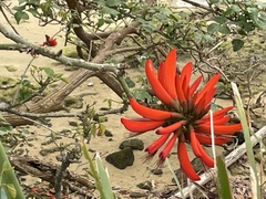 Erythrina