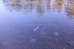 Oncorhynchus tshawytscha