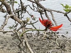 Erythrina