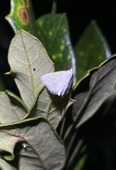 Leptosteges