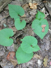 Aristolochia macrophylla