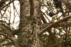 Setophaga coronata auduboni