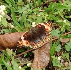 Junonia orithya