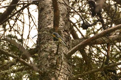 Setophaga coronata auduboni