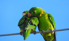 Psittacara holochlorus