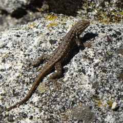 Sceloporus graciosus vandenburgianus