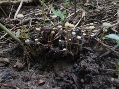 Strobilurus conigenoides