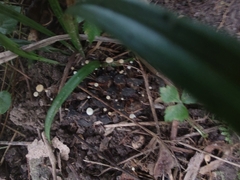 Strobilurus conigenoides