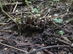 Strobilurus conigenoides