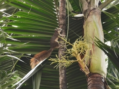 Callosciurus finlaysonii