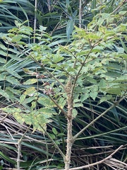 Aralia decaisneana