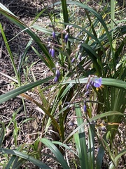 Dianella longifolia