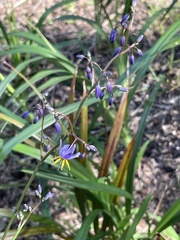 Dianella longifolia