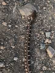 Crotalus oreganus oreganus