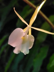 Epidendrum