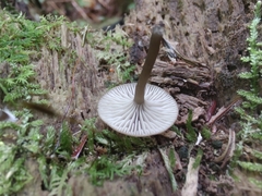 Arrhenia epichysium