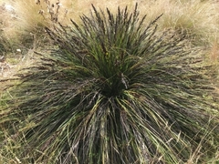 Gahnia subaequiglumis