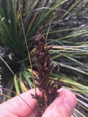 Gahnia subaequiglumis