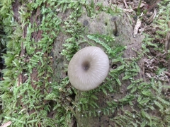 Arrhenia epichysium