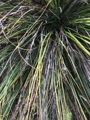 Gahnia subaequiglumis