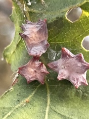 Cynips douglasii